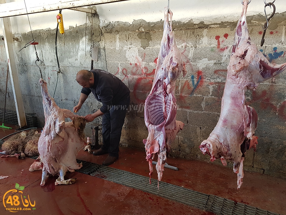 dab7 kharoof jam3iya (1).jpg